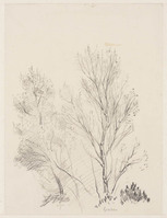 KT 3047
<br/>
Studie van Berken
<br/>
<em>Nachenius, Jan Coenraad (1890-1987)</em>